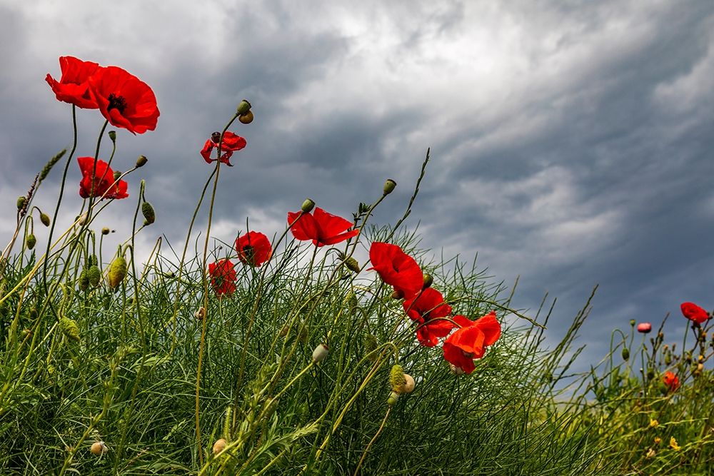 Italy-Apulia-Province of Taranto-Laterza Poppies against a stormy sky